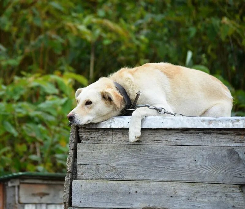 приют png. камышловский приют для собак телефон. глаза бездомной собаки. территория спасения животных южно-сахалинск. территория спасения животных липецк.