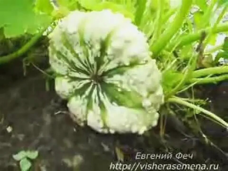Как прорастить патиссоны