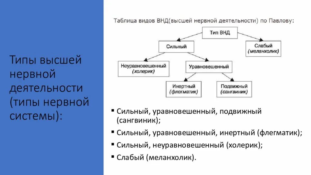 Типы высшей нервной деятельности Павлова. Типы высшей нервной деятельности Павлов физиология. Характеристика типов высшей нервной деятельности по и п Павлову. Учение и п Павлова о типах высшей нервной деятельности.