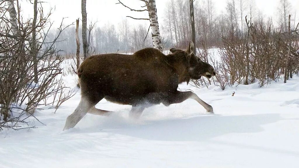 На лося пойду. Охота на лося в Вологодской области. Охота на лося в Ярославской области 2021. Лось зимой.