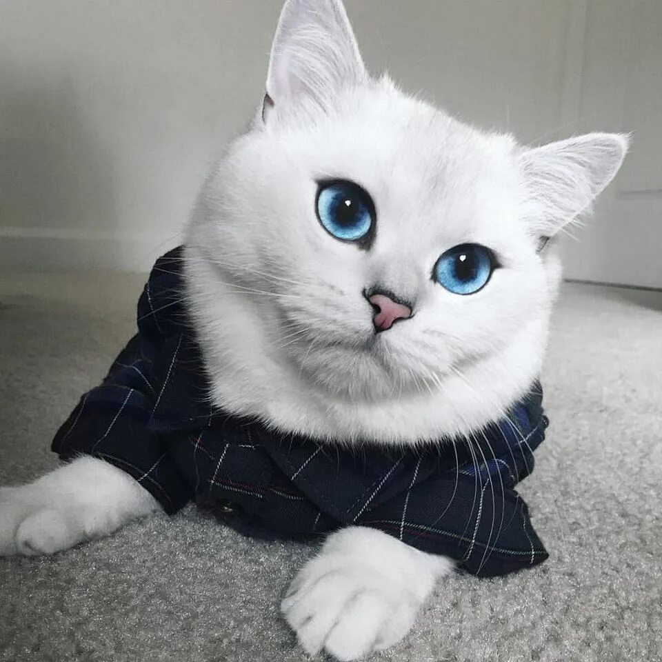 Породы котов с голубыми глазами. Британская шиншилла Коби. Британский короткошёрстный кот Коби. Голубоглазый Коби. Кот Коби с голубыми глазами.