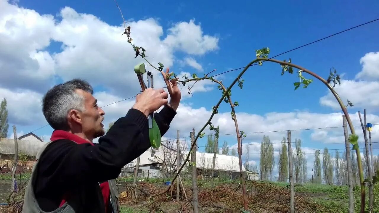 Ежевика уход выращивание размножение и обрезка