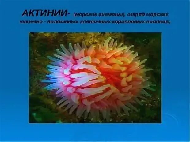 Актинии что это 3 класс литературное чтение. Актинии что это 3 класс литературное чтение. Актиния в жизни человека. Образ жизни актинии. Актиния тип симметрии.