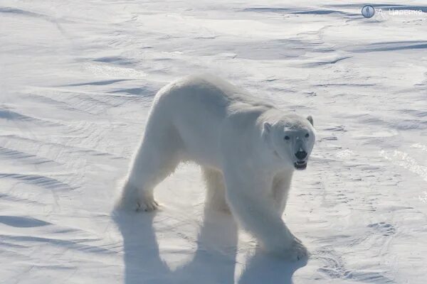 Экспедиция к белым медведям. Белый медведь место обитания в России. Белая земля. Орион обитания белого медведя. Как можно объяснить ареал обитания белого медведя