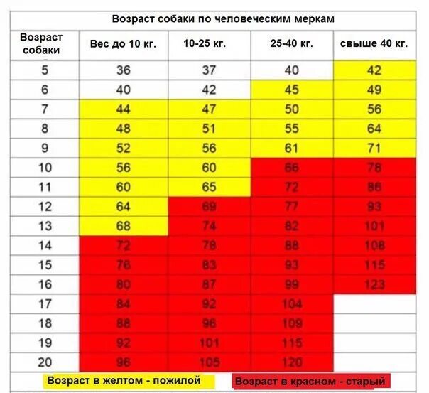 Возраст собак на человеческий Возраст таблица. Собаке 2 года сколько по человеческим меркам таблица. Собаке 1 год сколько по человеческим меркам таблица. Возрост собака по челове.