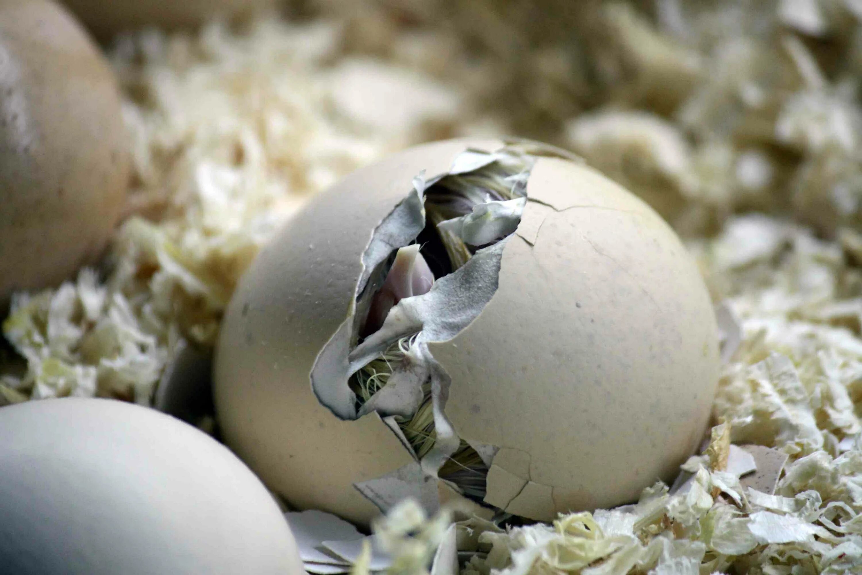 Hatching eggs. Вылупляется из яйца. Цыпленок вылупляется. Цыпленок вылупляется из яйца. Птенец вылупляется.