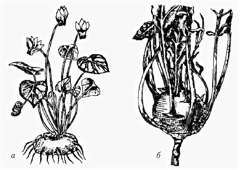 Капуста видоизмененный корень. Надземные клубни кольраби. Стеблевой клубень кольраби. Клубень капусты кольраби. Кольраби надземный клубень надземный.