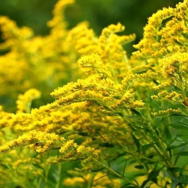 Золотарник цвет. Золотарник солидаго. Золотарник (solidago) goldkind. Золотарник канадский (солидаго). Солидаго, золотарник (solidago).