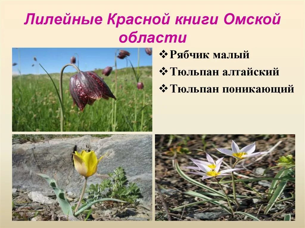 брандушка легенды. животные красной книги омской области. птицы омской области занесенные в красную книгу. растения и животные красной книги омской области. красная книга омска животные и растения.