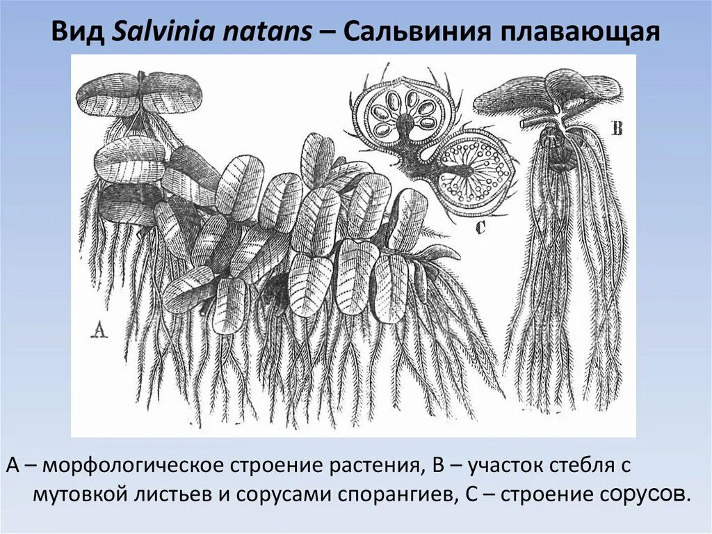 Цикл сальвинии. Сорусы сальвинии плавающей. папоротник сальвиния строение. сальвиния плавающая (salvinia natans). жизненный цикл сальвинии.