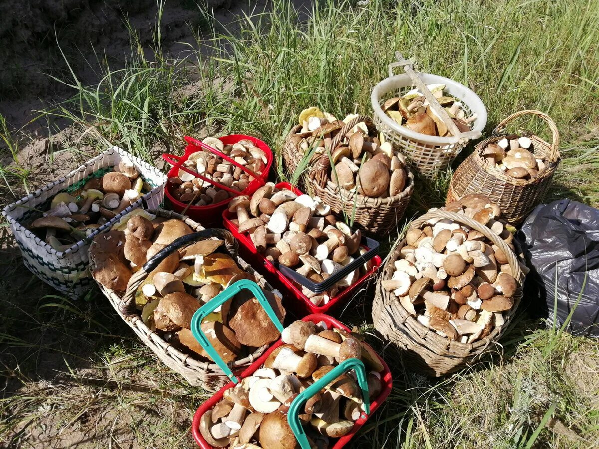 Таджикские грибы. Собирательство грибы. Берестянки грибы. Грибы в Таджикистане.