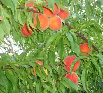 Peach plants