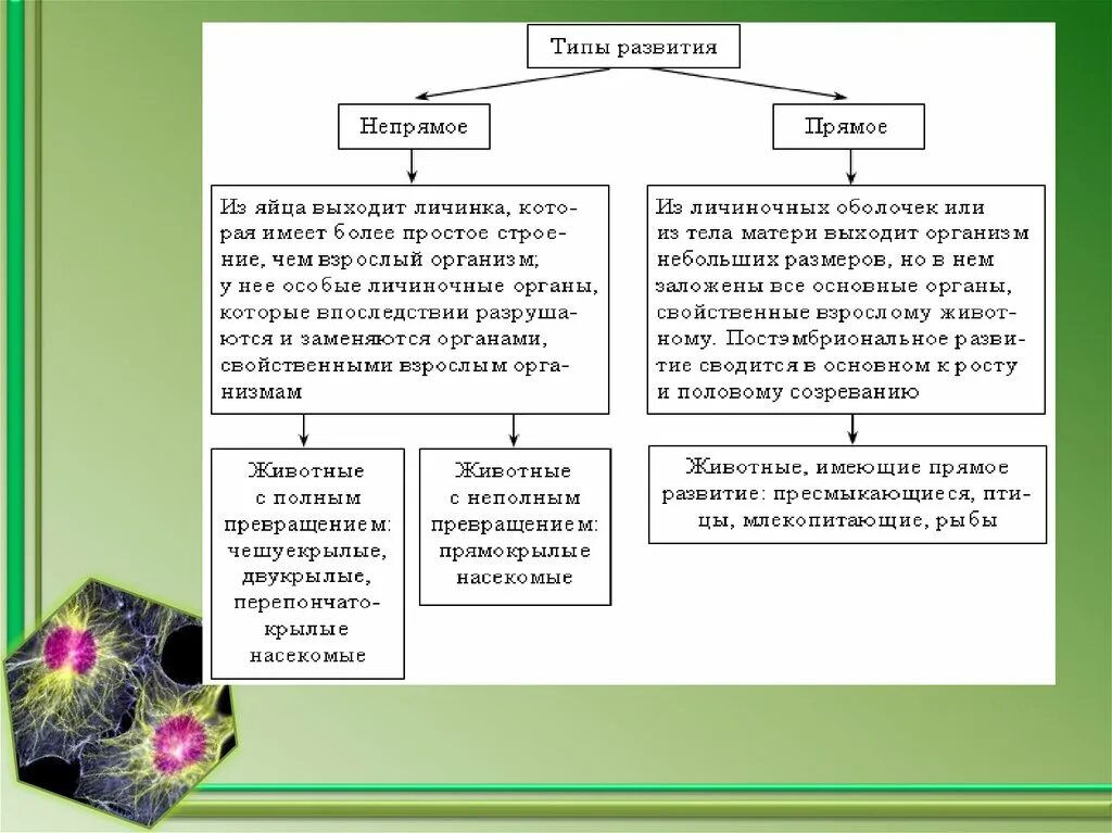 Какой тип развития характерен для европейского. Схема прямого и непрямого развития организмов. Схема сравнения прямого и непрямого развития животных. Сравнение прямого и непрямого постэмбрионального развития таблица. Постэмбриональное развитие прямое и Непрямое таблица.