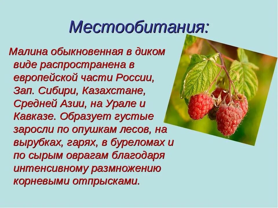 Поднимается ли температура от малины у ребенка