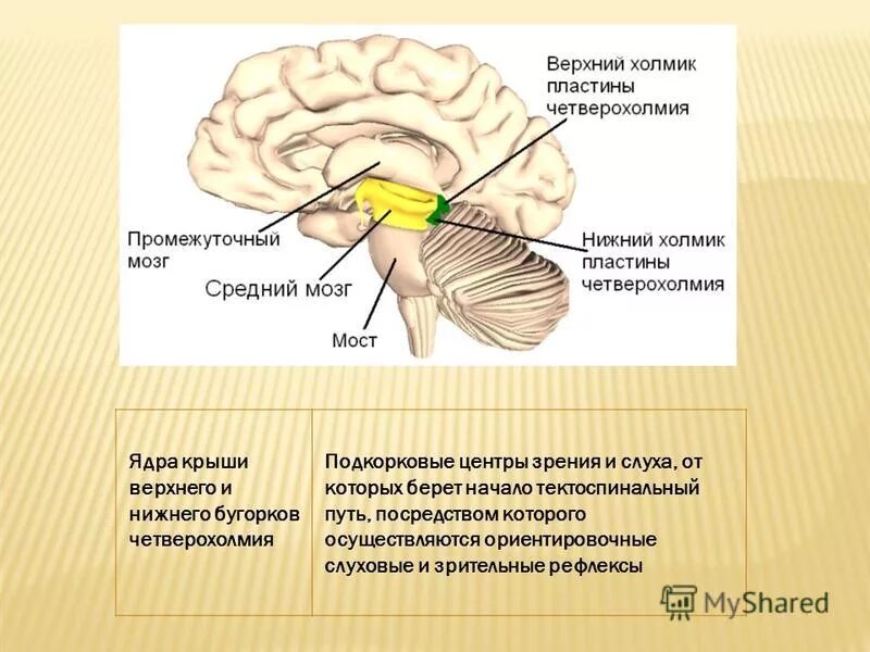 верхние бугорки четверохолмия. нижние бугры четверохолмия ядра. верхние бугорки четверохолмия. бугорки четверохолмия. четверохолмие строение.