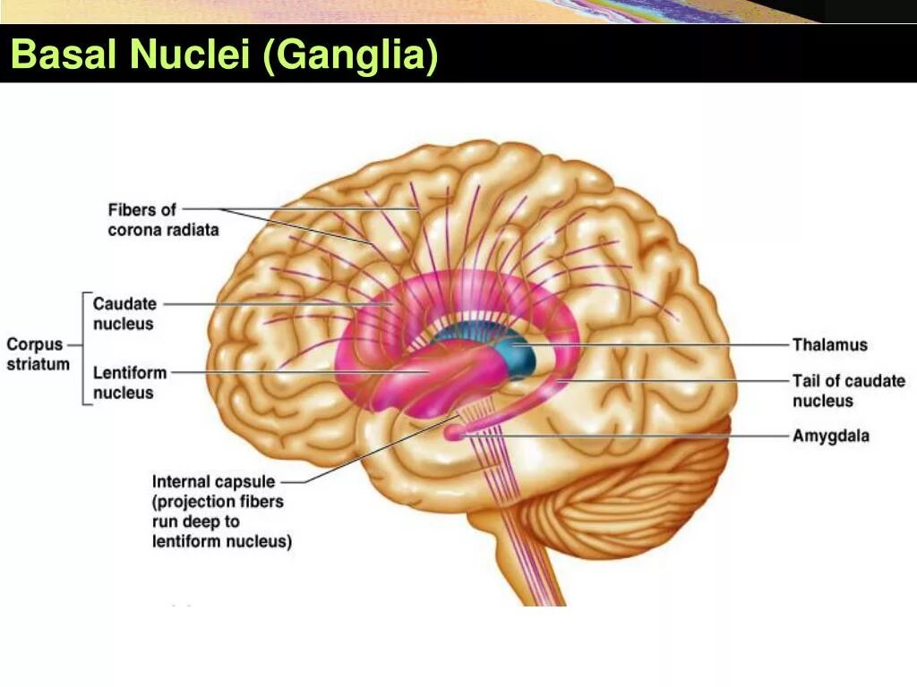 Internal bigs. Basal ganglia. Стриатум (striatum). Basal ganglia Nuclei. Стриатум анатомия.