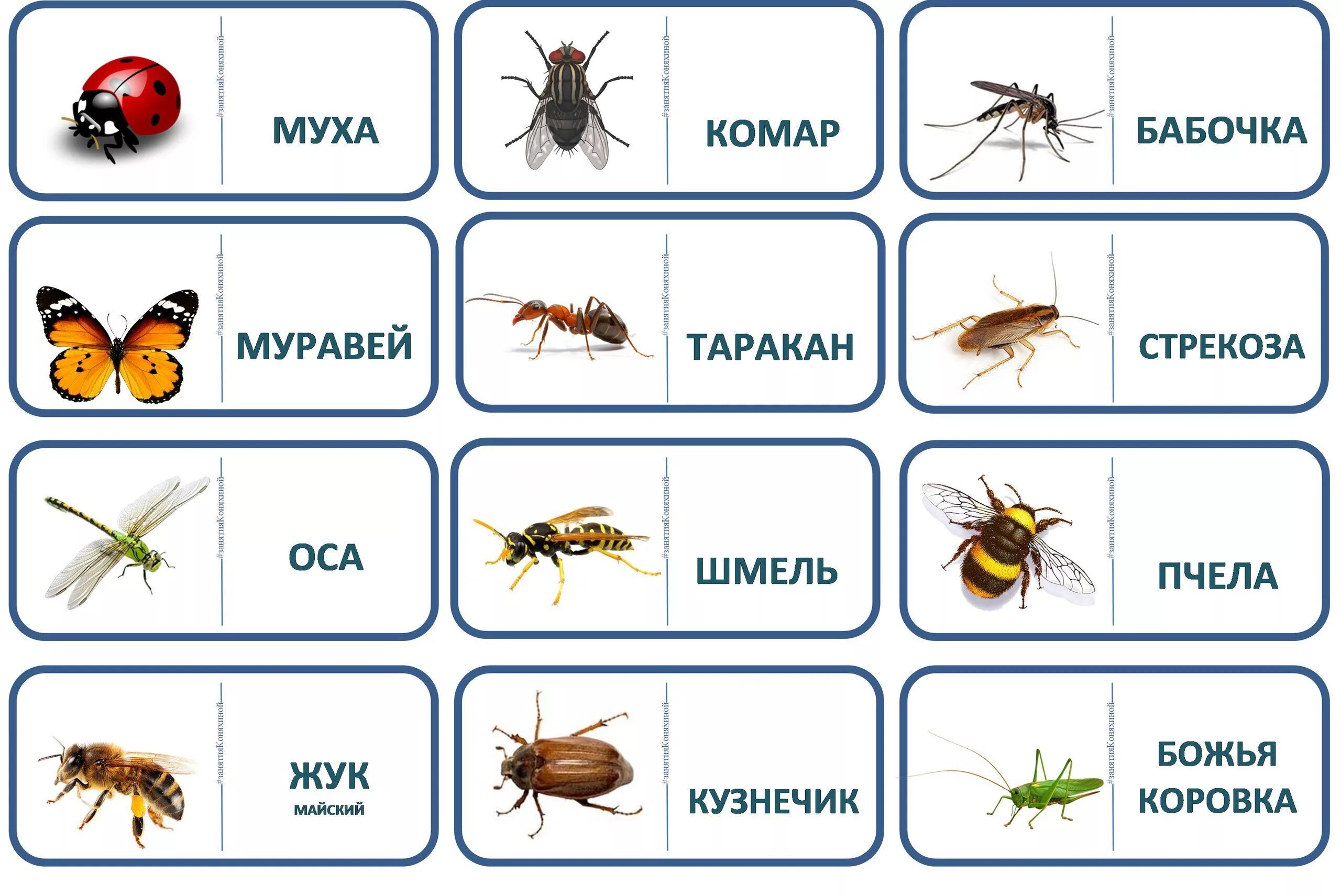 Насекомые для дошкольников. Карточки для детей. Насекомые. Карточки насекомых для дошкольников. Насекомые с названиями для детей. Карточки пятиминутки русский язык