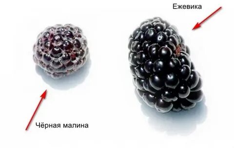 Ежемалина в чем разница