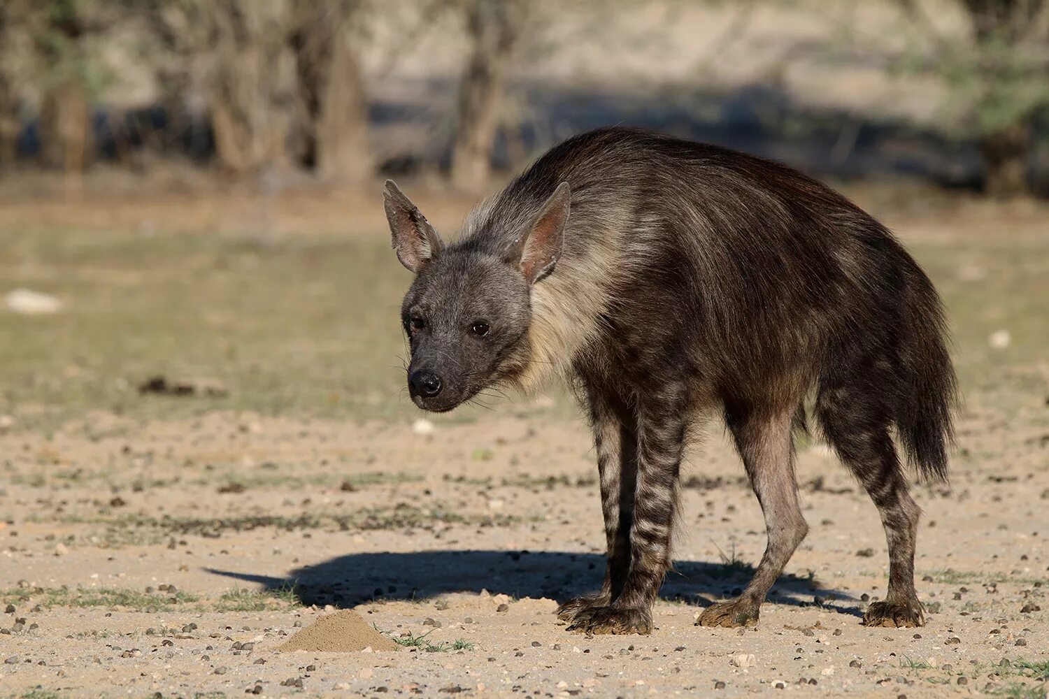 Полосатая гиена фото. Brown hyena. гиена с гривой. гиена в россии. полосатая гиена домашняя.