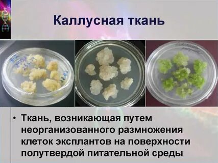 Культура питательных тканей