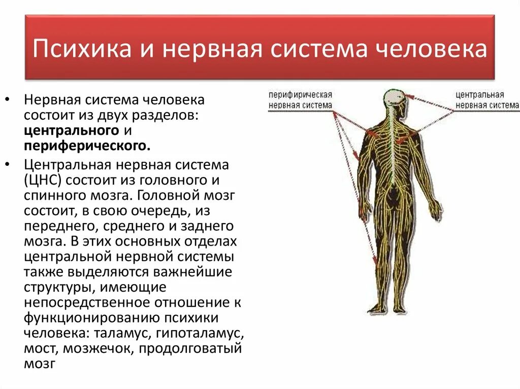 Связь уровня развития психики с особенностями нервной системы. Нервная система состоит. Нервная система человека состоит из. Центральная нервная система человека состоит