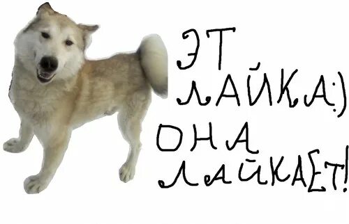 Первый мем в истории интернета