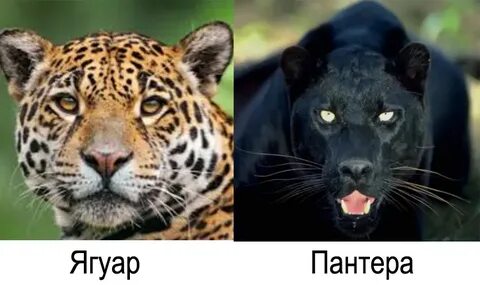 Чем отличается пантера