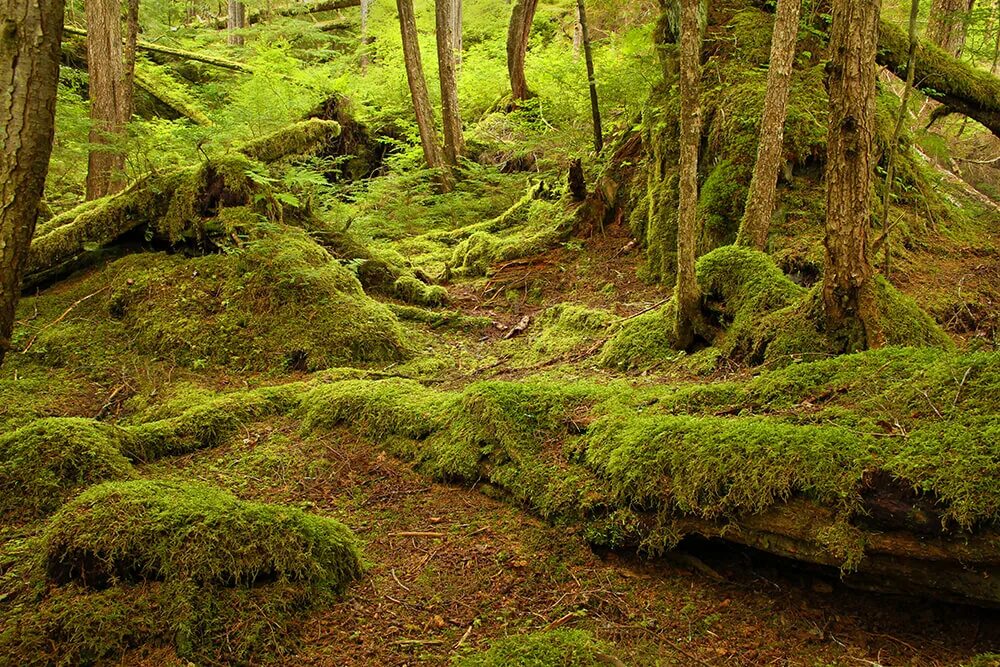 Национальный лес Тонгасс. Дождевой лес Аляска. Мшистый лес Малайзия. Ствол сосны мох. Лес который со всех сторон