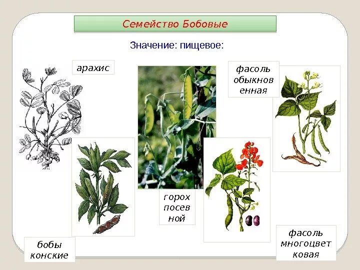 Количество видов бобовых