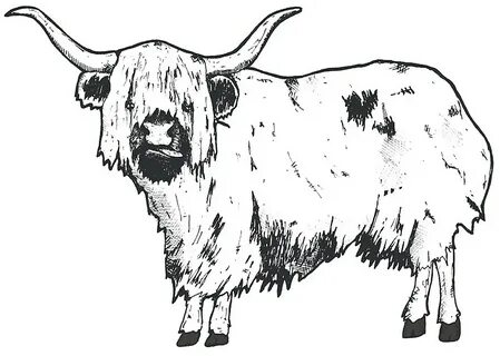 Як какая