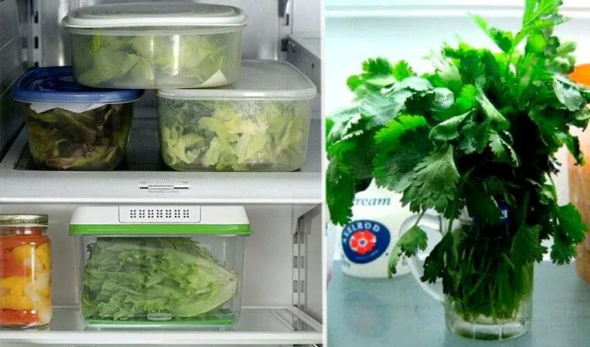 Как долго можно хранить домашние. Хранение зелени в холодильнике. Холодильник для зелени. Свежая зелень в холодильнике.