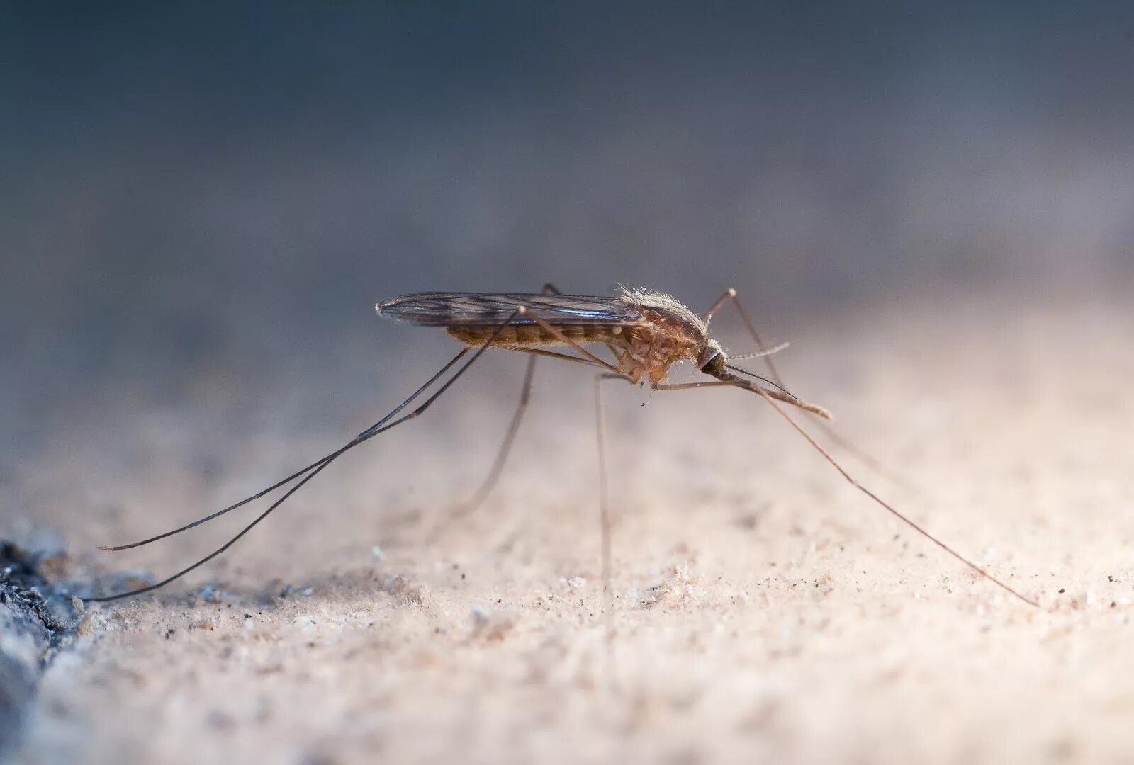 Малярия животное. Малярийный комар анофелес. Малярийный Москит анофелес. Комары рода Anopheles. Anopheles («малярийных комаров»).