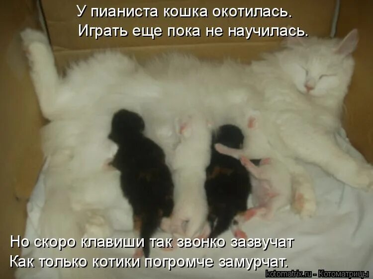 Шарф остапа бендера. Остап бендер скоро только кошки родятся. Скоро только кошки родятся. Быстро только кошки родятся. Быстро только кошки рождаются.