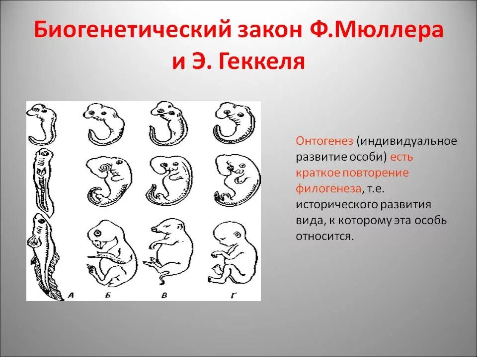 Онтогенез существует. Биогенетический закон Геккеля Мюллера. Биогенетический закон э Геккеля. Э Геккель онтогенез.