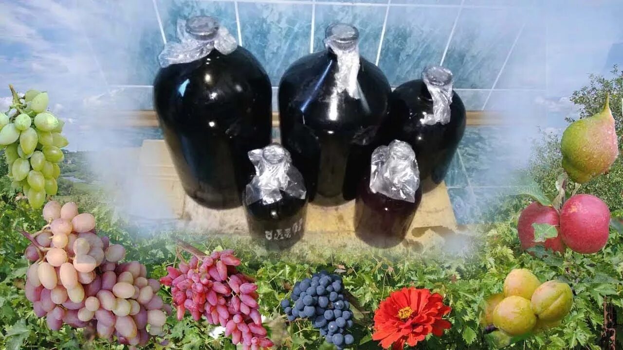 Домашнее вино. Домашнее вино виноград. Домашнее вино на даче. Хранение винограда в бутылках.