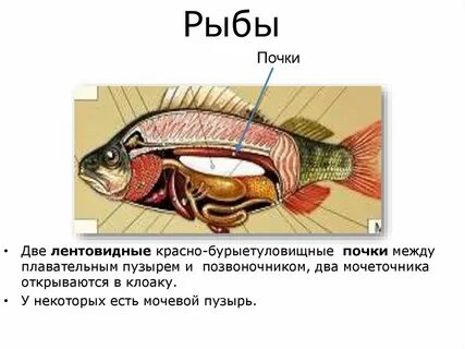 Система органов рыб