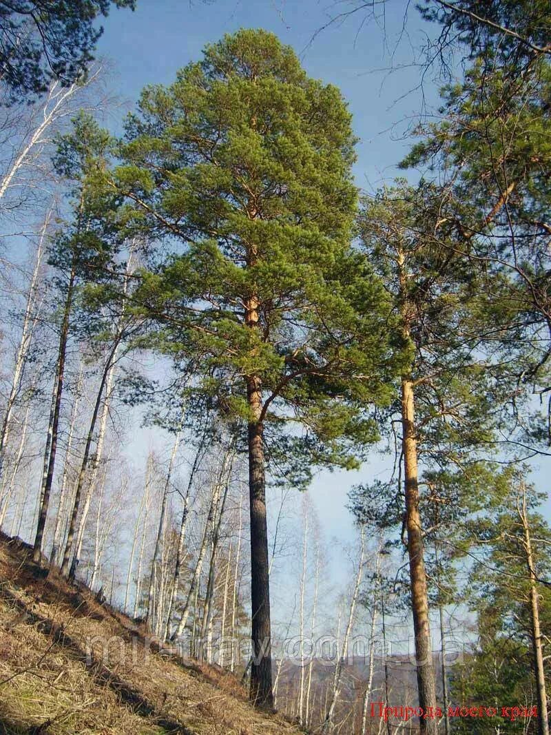 Сосны раскачивающиеся