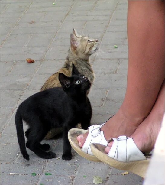 Неправильно картинка. Дворового кота прикол девушки. Неправильно смотрел. Матроскин неправильно ты дядя федор бутерброд. Неправильно посмотри.