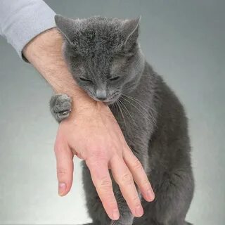 Кот на руках человека