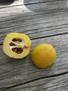 Кислый плод