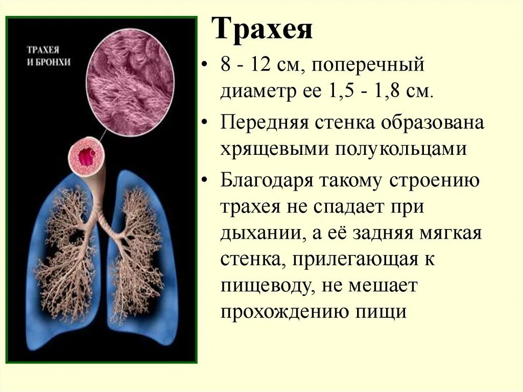 Стадии рака бронха. Трахея. Бронхи строение. Строение легких и бронхов. Трахея и бронхи.