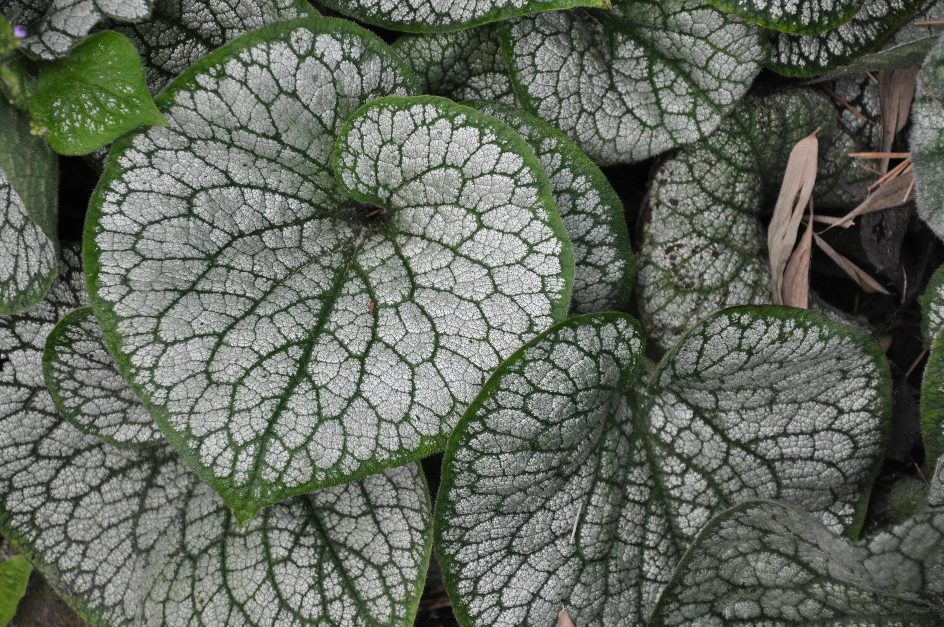 Гелихризум petiolare. Бруннера сильвер вингс. Argenteo guttata (кейн) бегония. Фиттония беложильчатая. Фиттония албивенис.