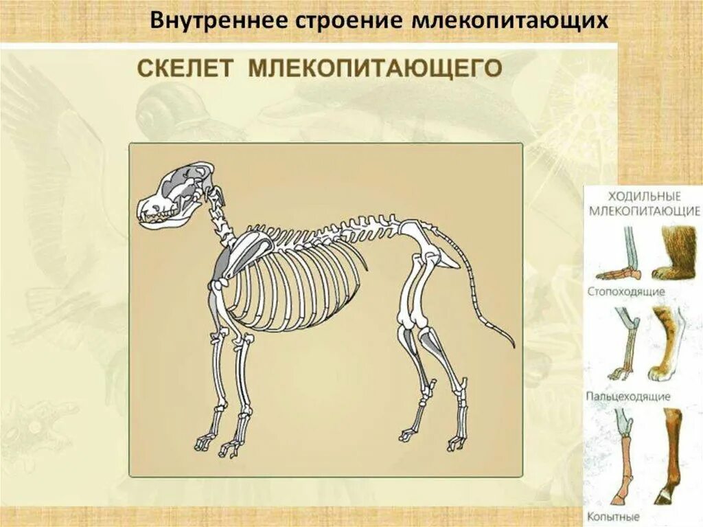 Лабораторная работа внутреннее строение млекопитающих. Скелет млекопитающего 7 класс биология. Внутреннее строение млекопитающих скелет. Скелет млекопитающих 7 класс. Строение скелета млекопитающих.