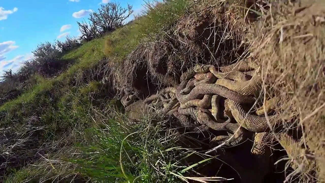 Змеиное логово часть 5 живу пишу. Гадючье кубло. Змеиное Логово гадюк. Змеиное гнездо. Гнездо змеи.