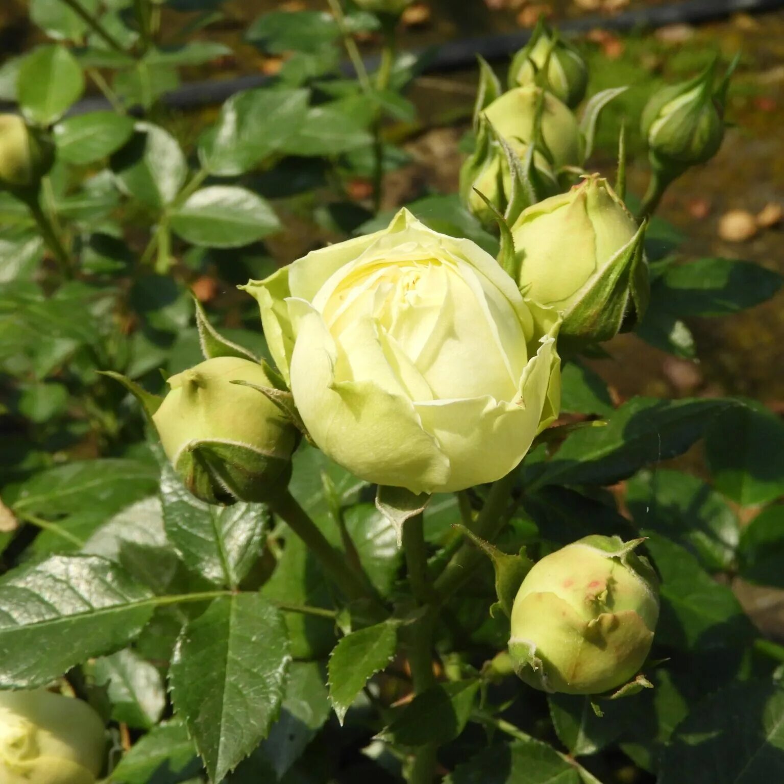 Роза шампейн рококо. Лемон рококо. Роза лимон рококо тантау. Роза тантау флорибунда лемон рококо. Роза шраб лемон рококо.