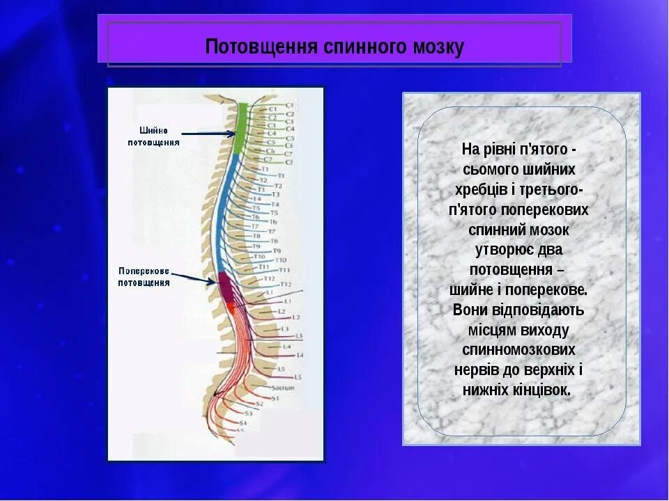 Спинно брюшном направлении. Поясничное утолщение спинного мозга. Поясничное утолщение спинного мозга уровень. Метамер спинного мозга это. Верхняя граница спинного мозга располагается на уровне:.