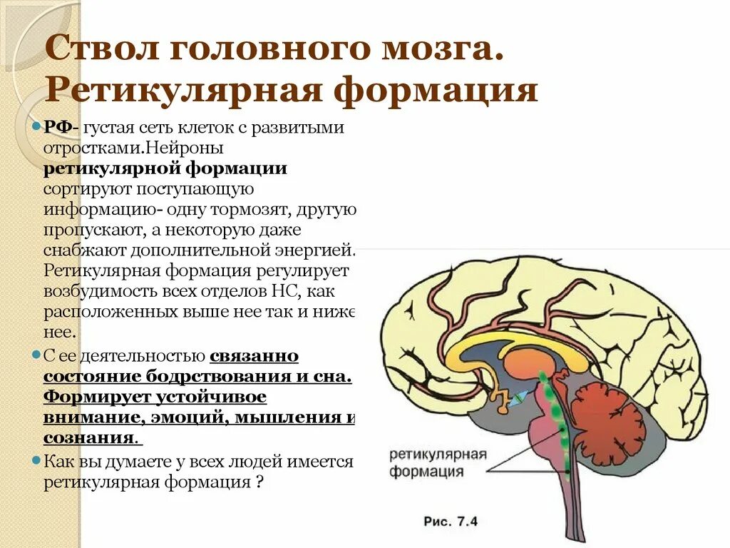 Мозг значение слова. Ретикулярная формация ствола головного мозга. Функции ретикулярной формации ствола мозга. Ретикулярная формация ствола головного мозга обеспечивает функцию. Отделы головного мозга ретикулярная формация таблица.