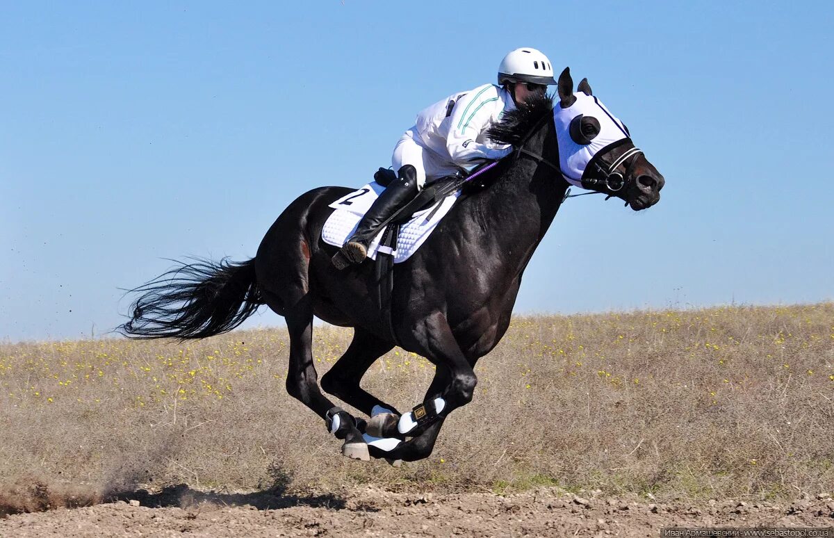 Удивительный наездник. Наездник на лошади. Всадник черкес. Наездник на коне. Скачки на лошадях жокеи.