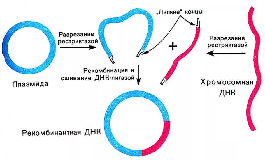 Метод рекомбинантных плазмид схема. Метод получения рекомбинантных плазмид. Введение рекомбинантной плазмиды в бактериальную клетку. Схема получения рекомбинантной плазмиды. Встраивание гена инсулина в плазмиду