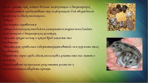 Сколько кормить джунгариков